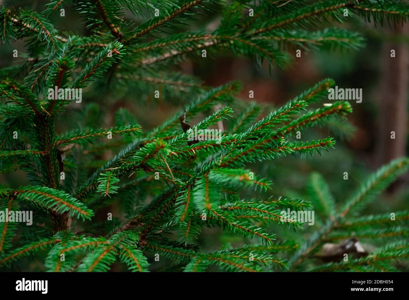 trees with needles Stock Photo - Alamy