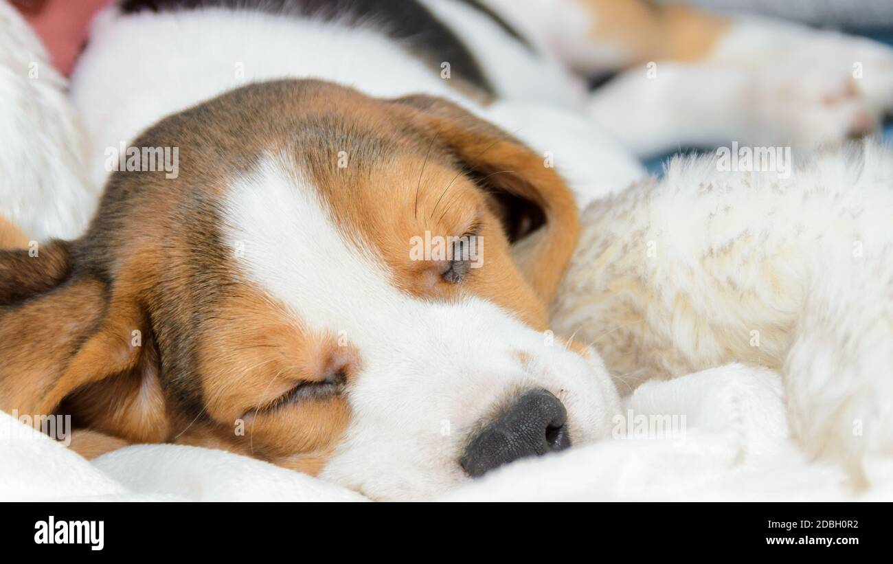 Beagle puppy dog sleeps on a couch cozy portrait Stock Photo Alamy