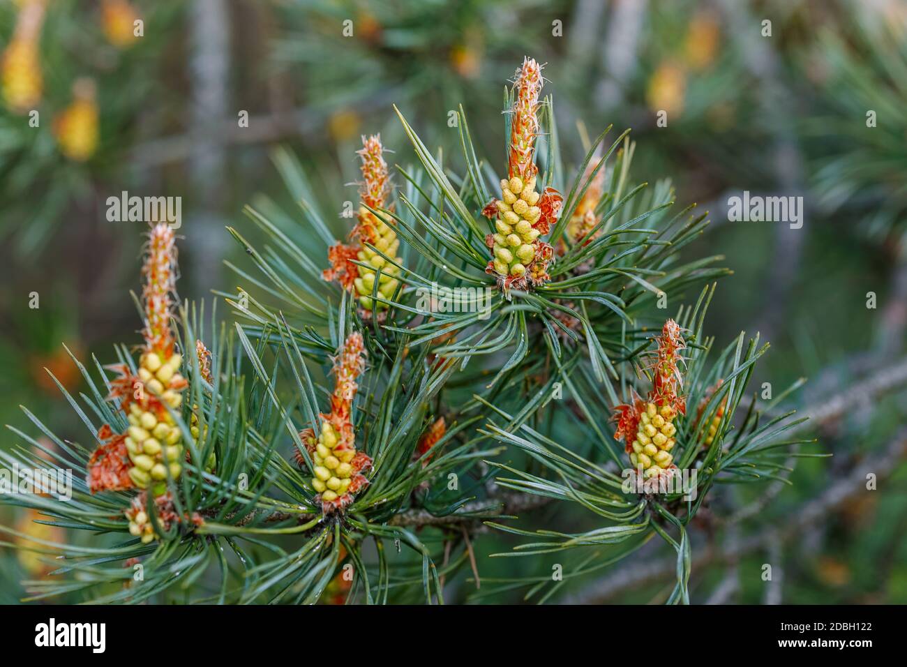 Blooming pine tree closeup with focus in the foreground. How the pine blossoms. Flowering coniferous trees. Stock Photo