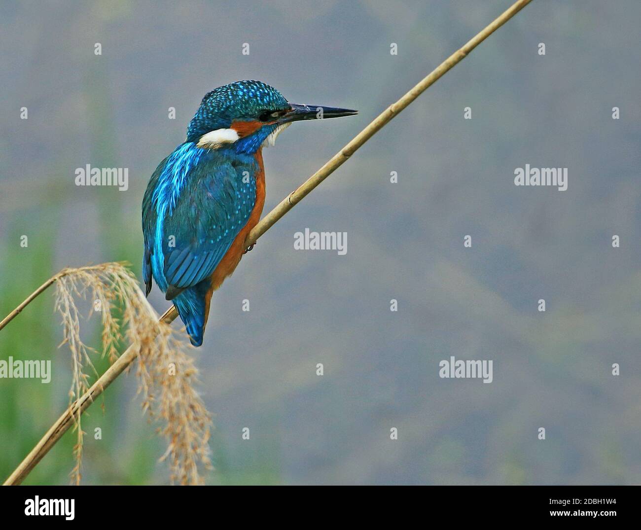 Kingfisher Alcedo atthis on reed Stock Photo