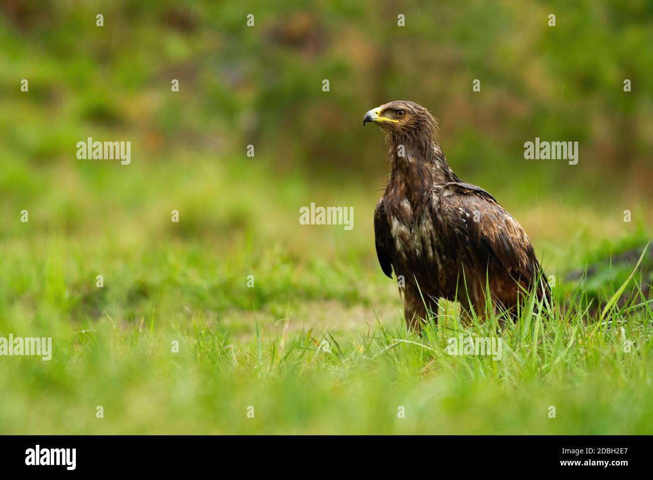 Wet lesser spotted eagle, clanga pomarina, sitting on the ground in ...