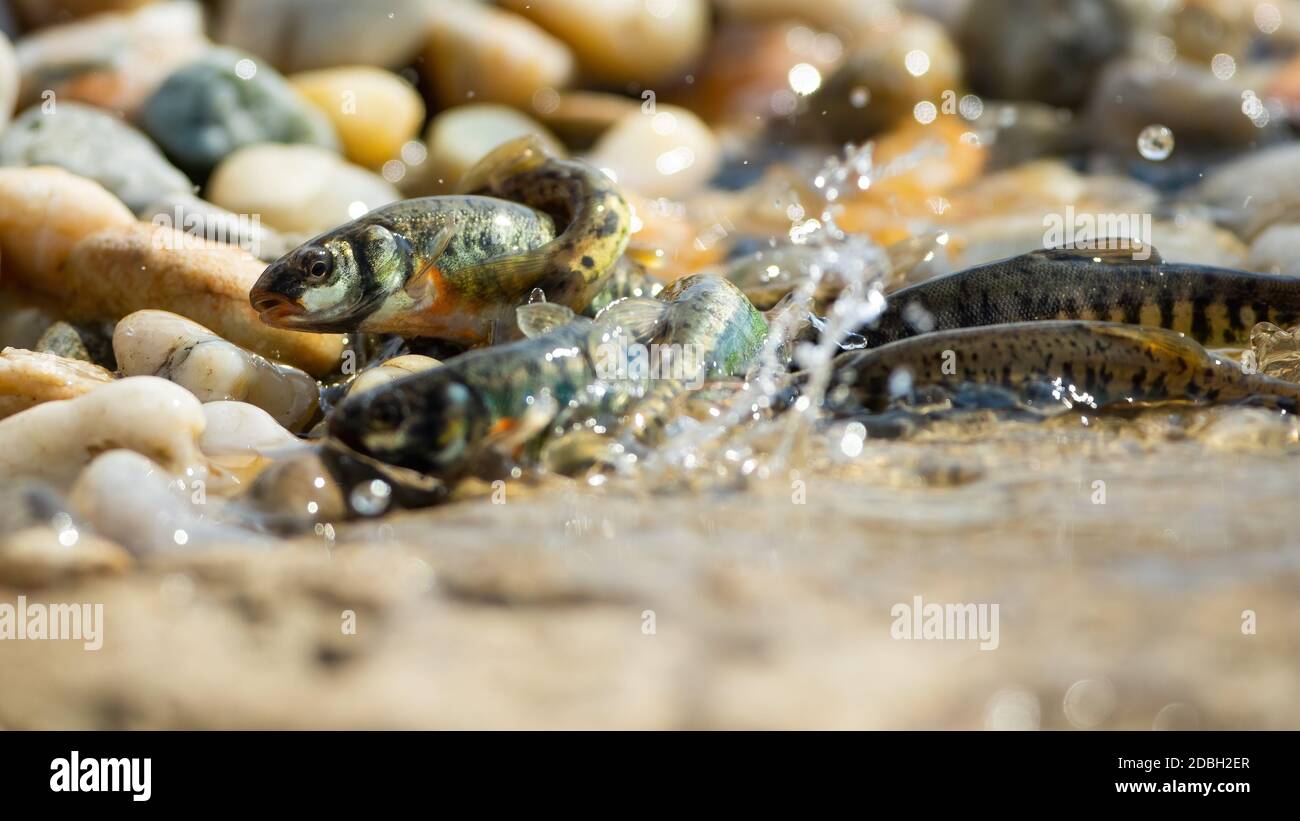 Shoal of vital common minnow, phoxinus phoxinus, breeding on riverbank