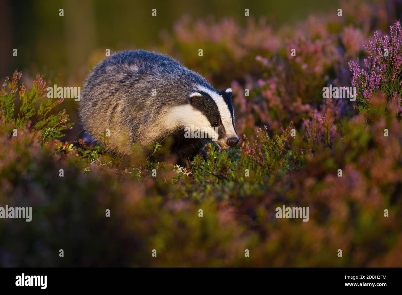 Curious european badger, meles meles, approaching from front view on moorland with common heather, calluna vulgaris, bushes. Animal wildlife in nature Stock Photo
