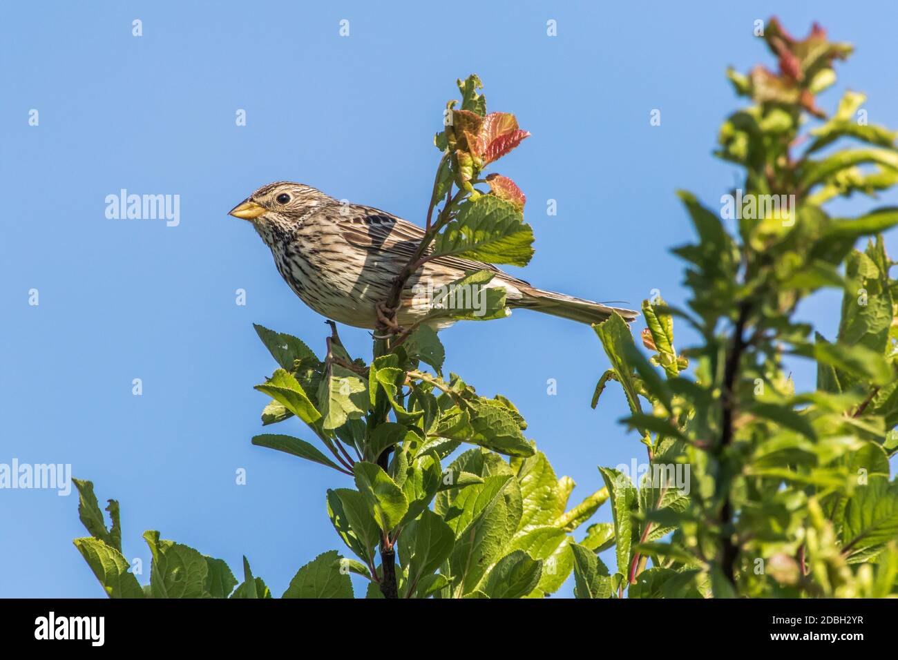 A corn bunting is sitting on the top of a shrub Stock Photo