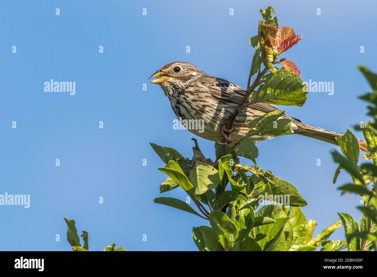 A corn bunting is sitting on the top of a shrub Stock Photo