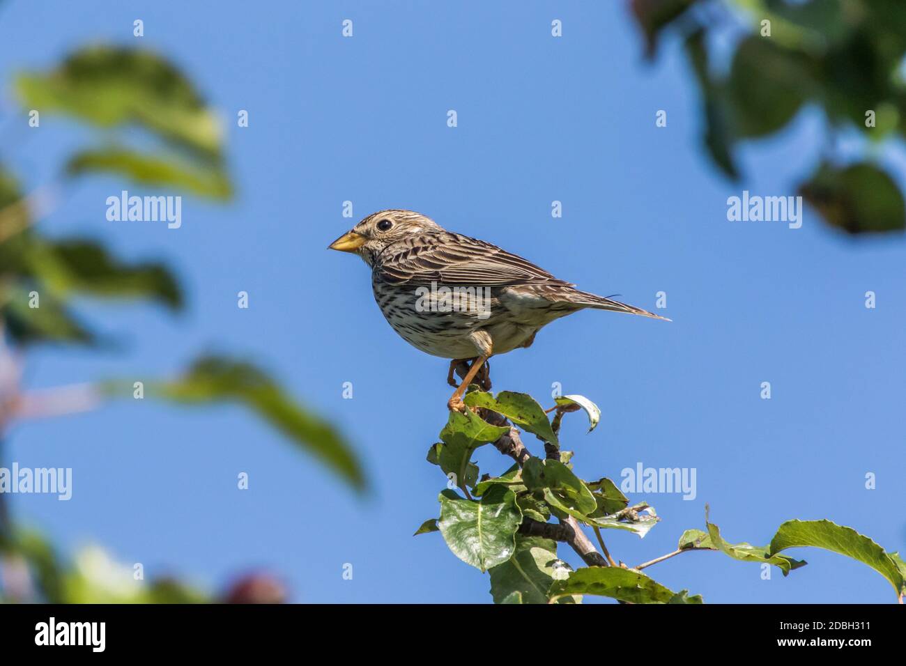 A corn bunting is sitting on the top of a shrub Stock Photo