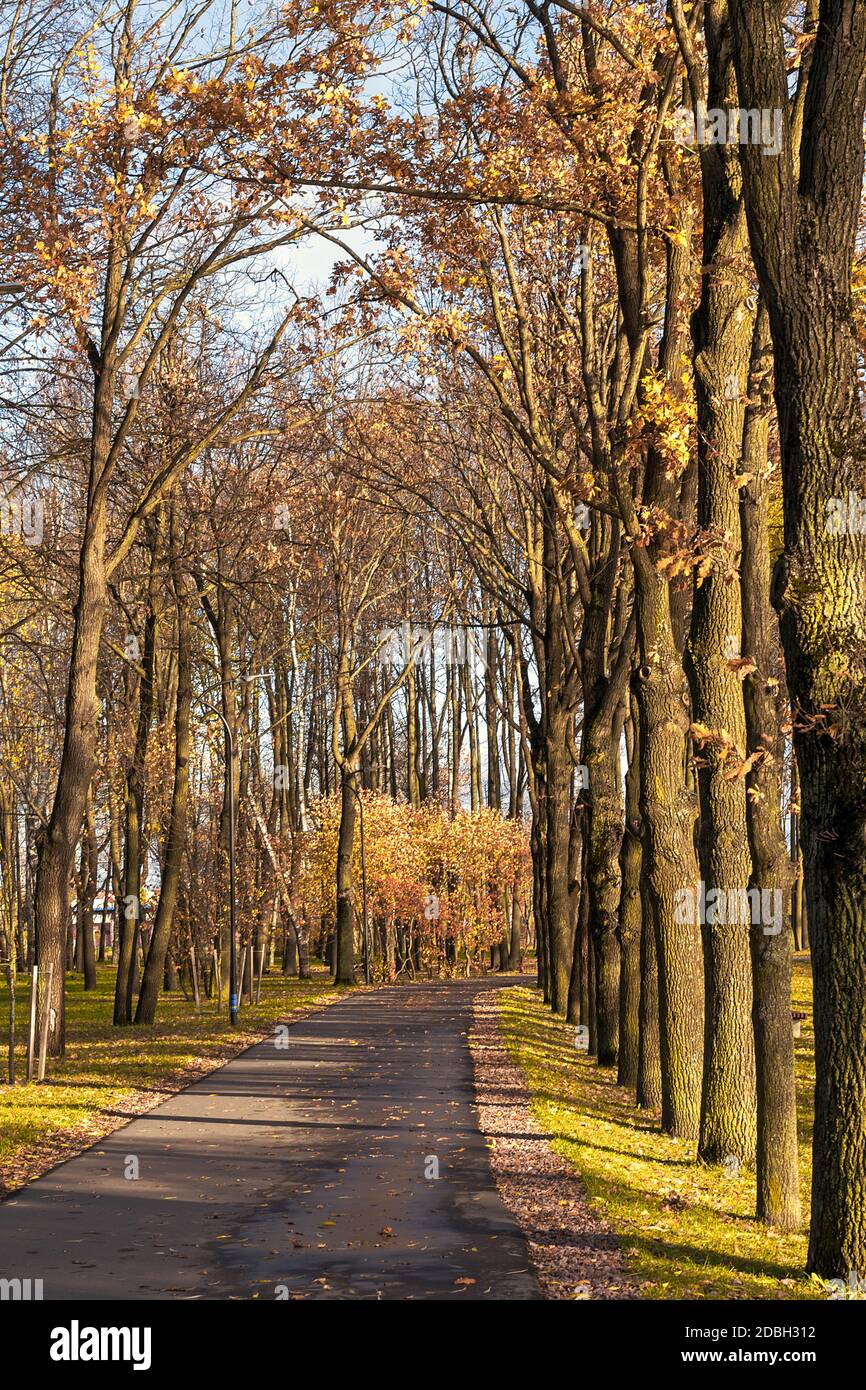 Road through autumn Park with yellow and red trees Stock Photo - Alamy