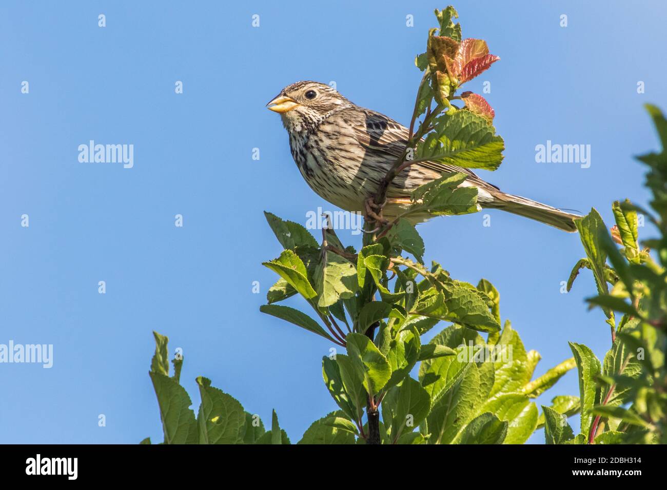 A corn bunting is sitting on the top of a shrub Stock Photo
