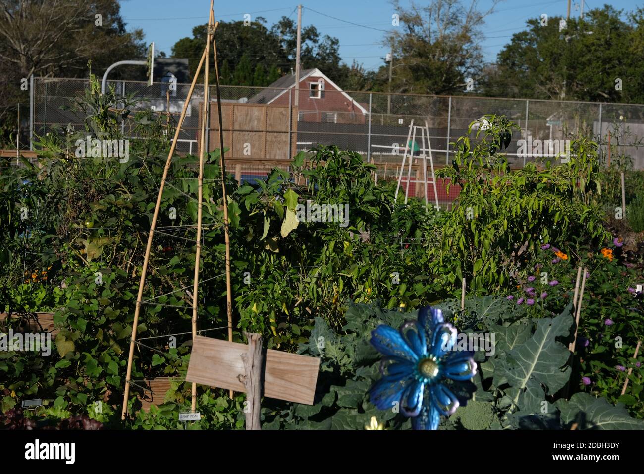 Urban Gardens, Cabbage, Kale, Sign, Chard, Sticks, Tomatoes, Peppers, Blue Fan, Red, Hose, Pot Stock Photo