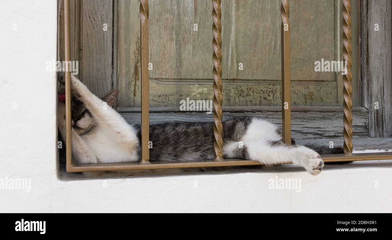 Adorable white and grey cat resting on window narrow space behind bars. Lovely feline sleeping on strange posture. Comfort, relax concepts Stock Photo
