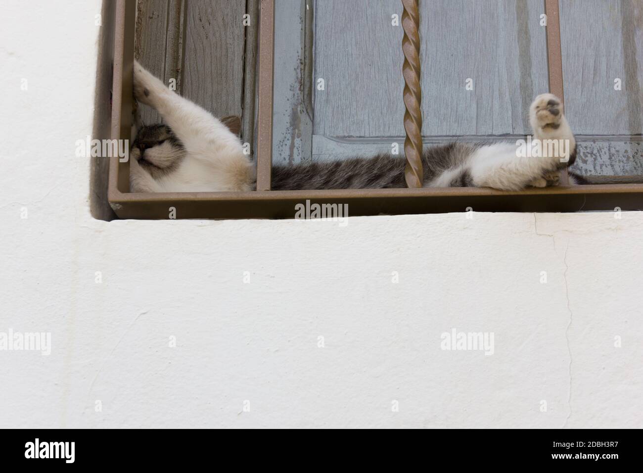 Funny cat taking nap on window narrow space behind bars. Cute feline resting. Comfort, relax, adaptability, flexibility, sleep anywhere concepts Stock Photo