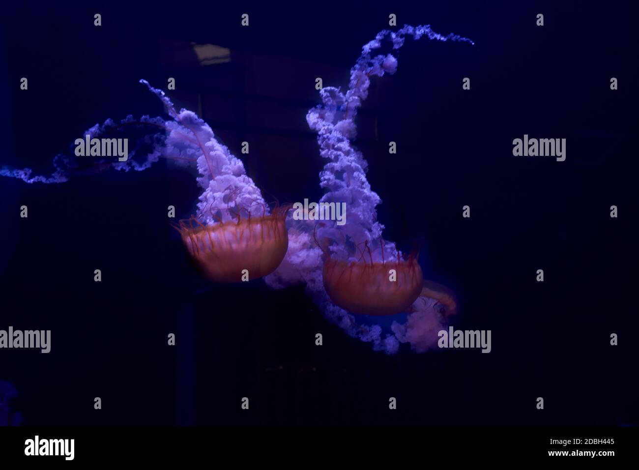 Jellyfish set, in the ocean, blue color, fluorescent Stock Photo - Alamy