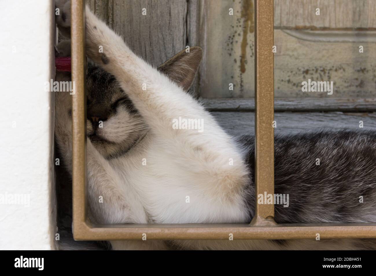 Sleeping cat closeup. Cute feline resting on window edge. Comfort, relax, adaptability, flexibility concepts Stock Photo