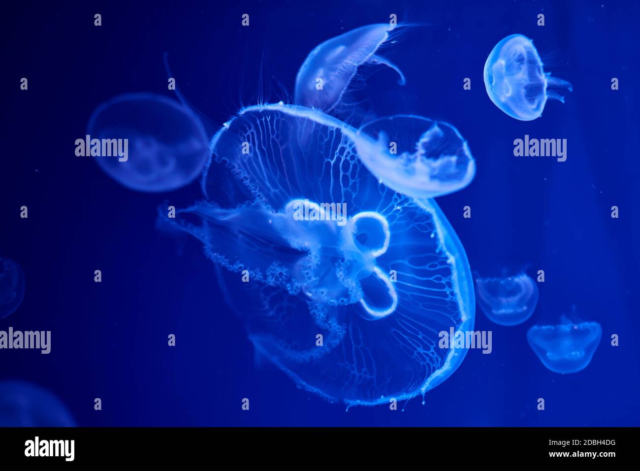 Jellyfish set, in the ocean, blue color, fluorescent Stock Photo - Alamy