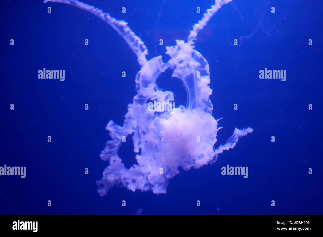 Jellyfish set, in the ocean, blue color, fluorescent Stock Photo - Alamy