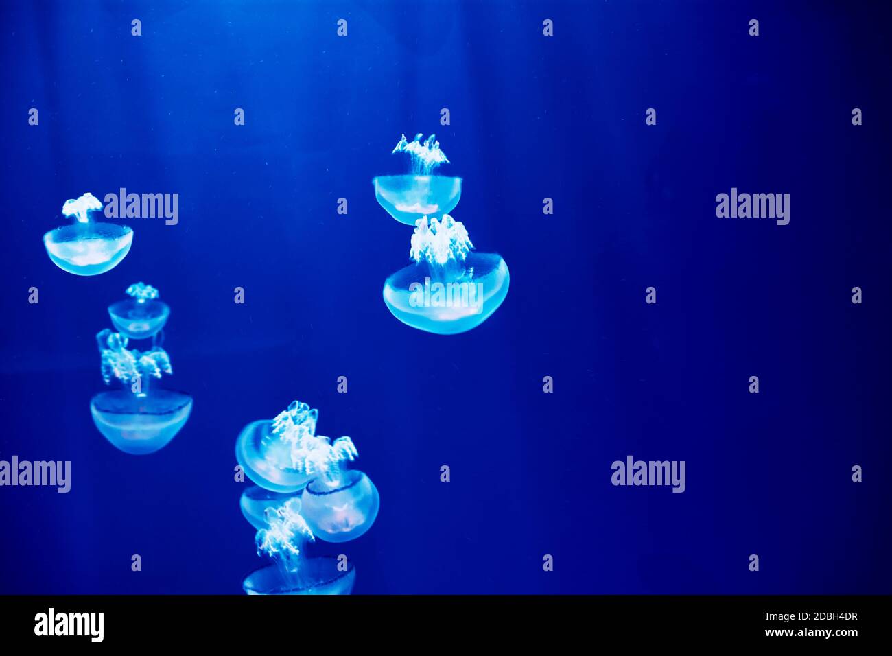 Jellyfish set, in the ocean, blue color, fluorescent Stock Photo - Alamy