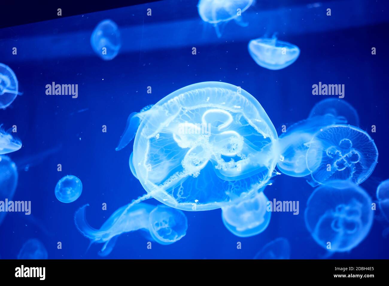 Jellyfish set, in the ocean, blue color, fluorescent Stock Photo - Alamy