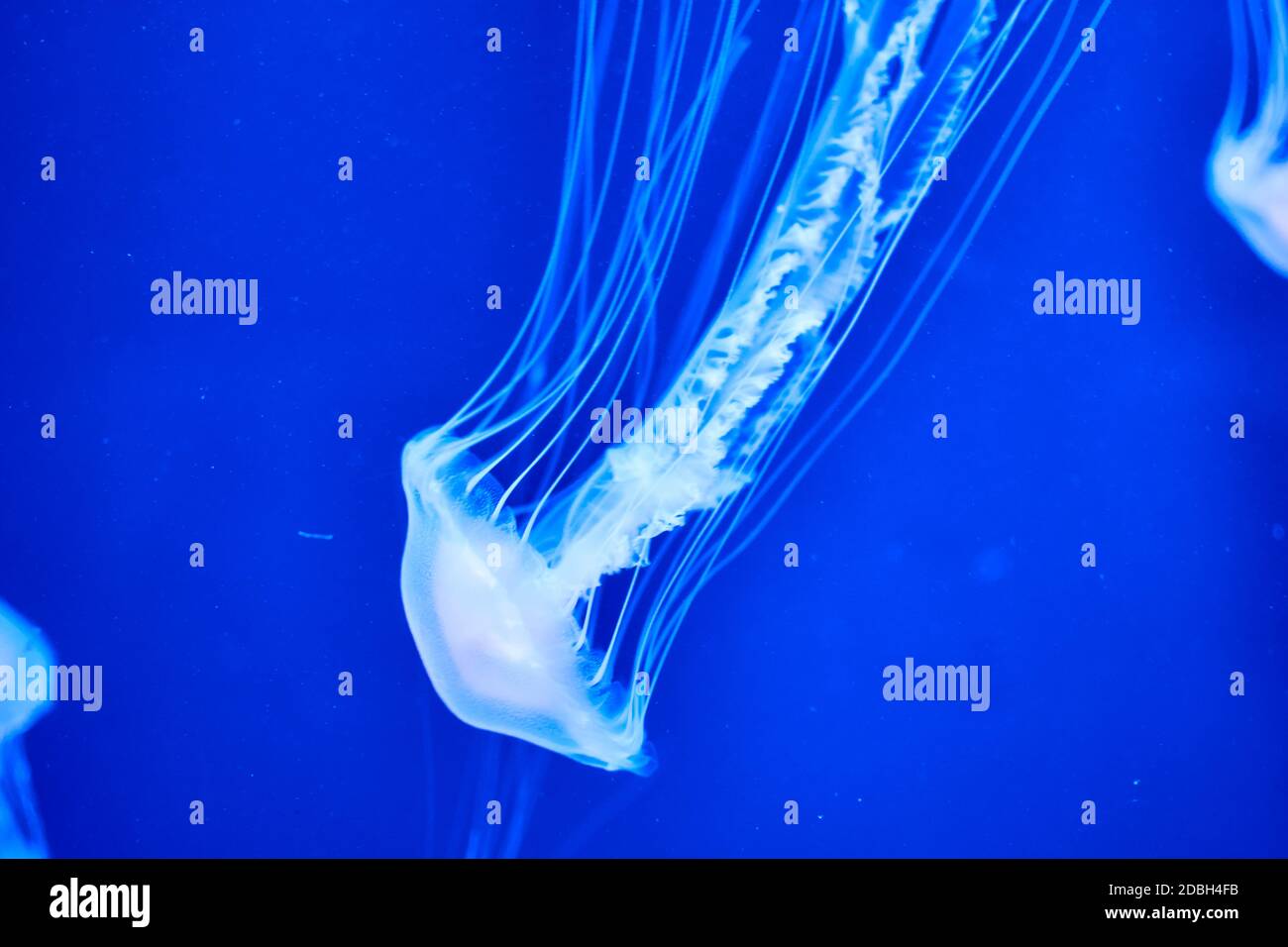 Jellyfish set, in the ocean, blue color, fluorescent Stock Photo - Alamy