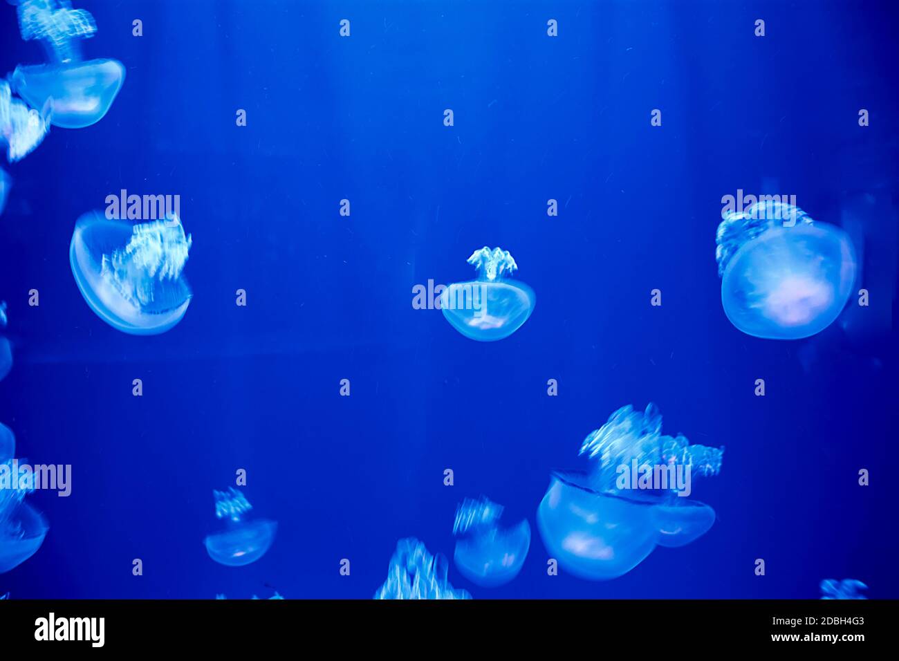 Jellyfish set, in the ocean, blue color, fluorescent Stock Photo - Alamy