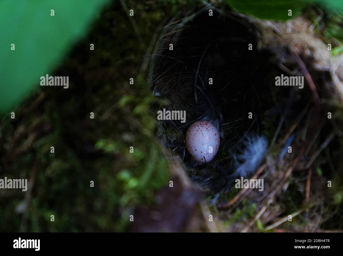 Wren's egg in the nest in May Stock Photo