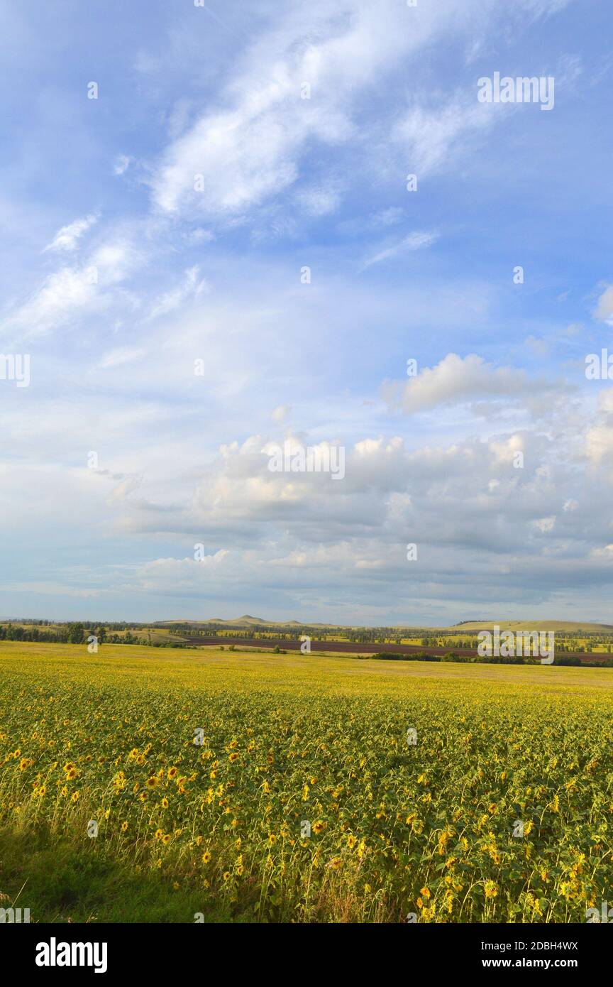 sunflowers field under blue sky with clouds Stock Photo - Alamy