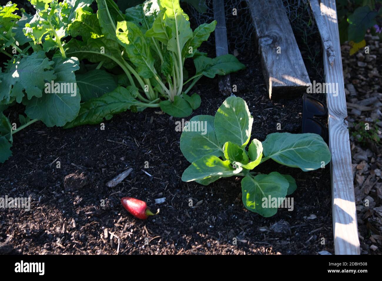 Urban Gardens, Cabbage, Kale, Sign, Chard, Sticks, Tomatoes, Peppers, Blue Fan, Red, Hose, Pot Stock Photo