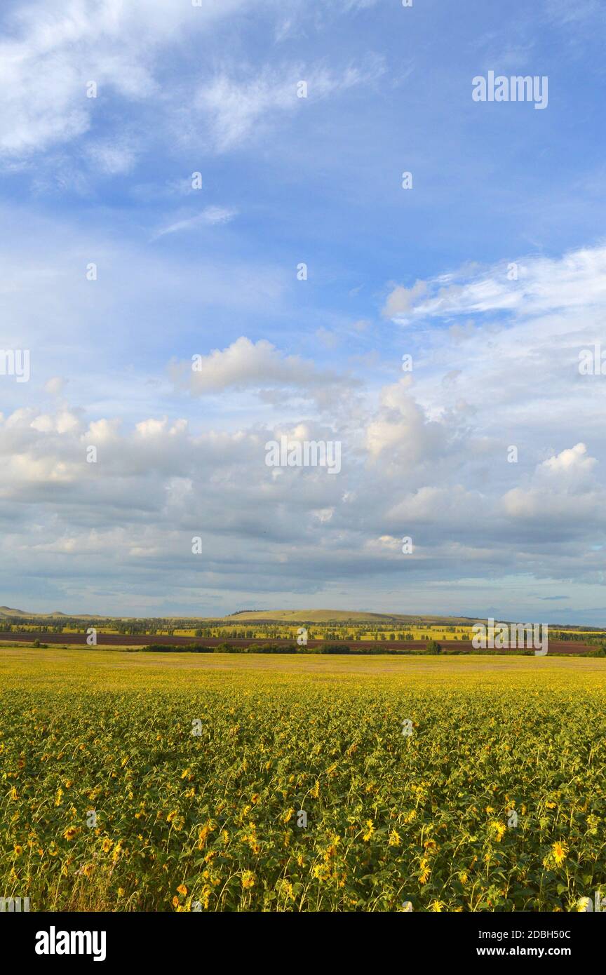 sunflowers field under blue sky with clouds Stock Photo - Alamy