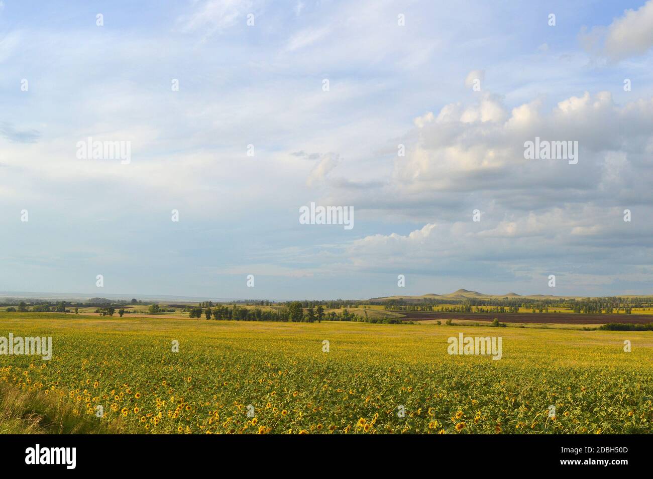 sunflowers field under blue sky with clouds Stock Photo - Alamy