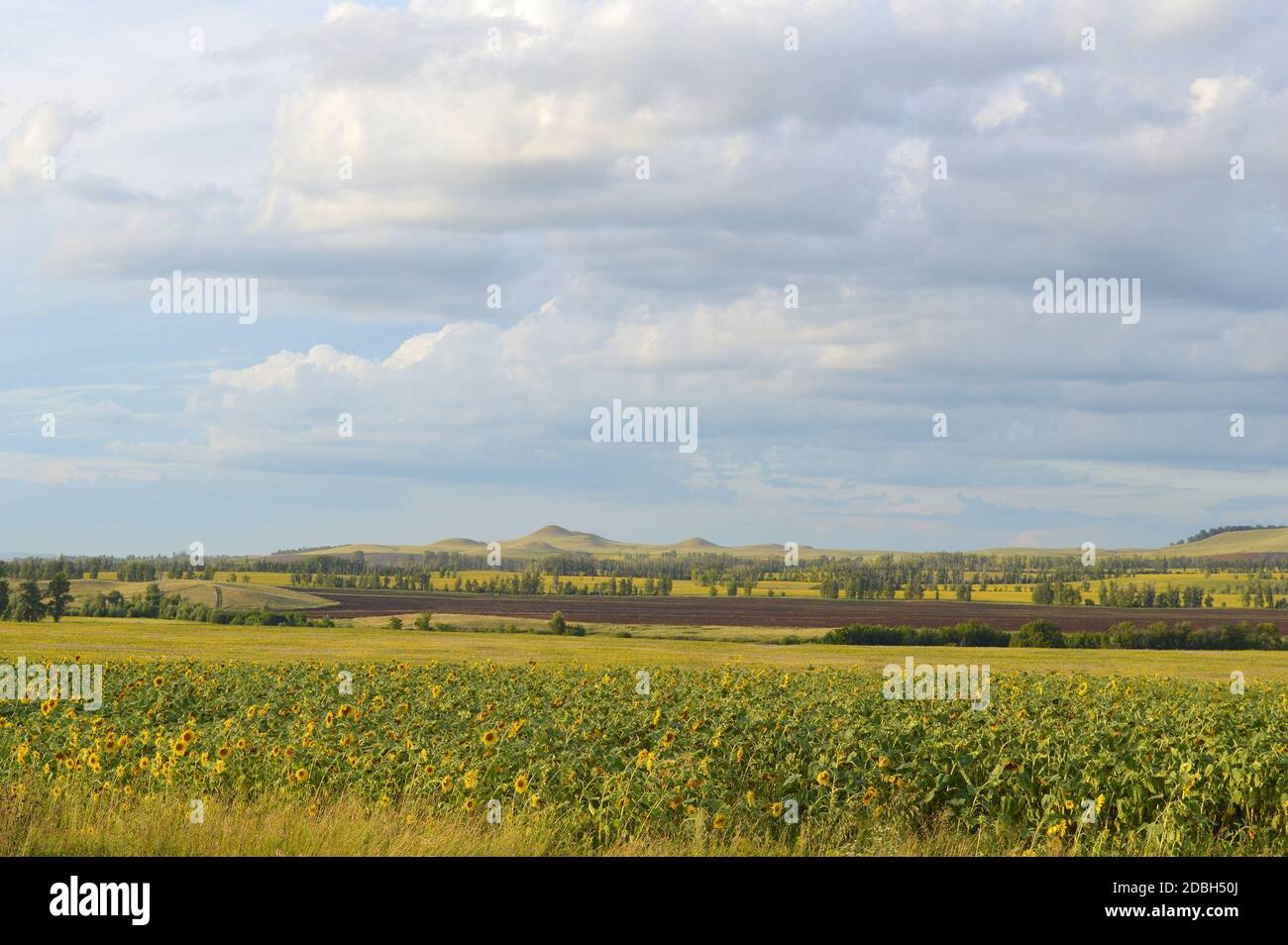 sunflowers field under blue sky with clouds Stock Photo - Alamy