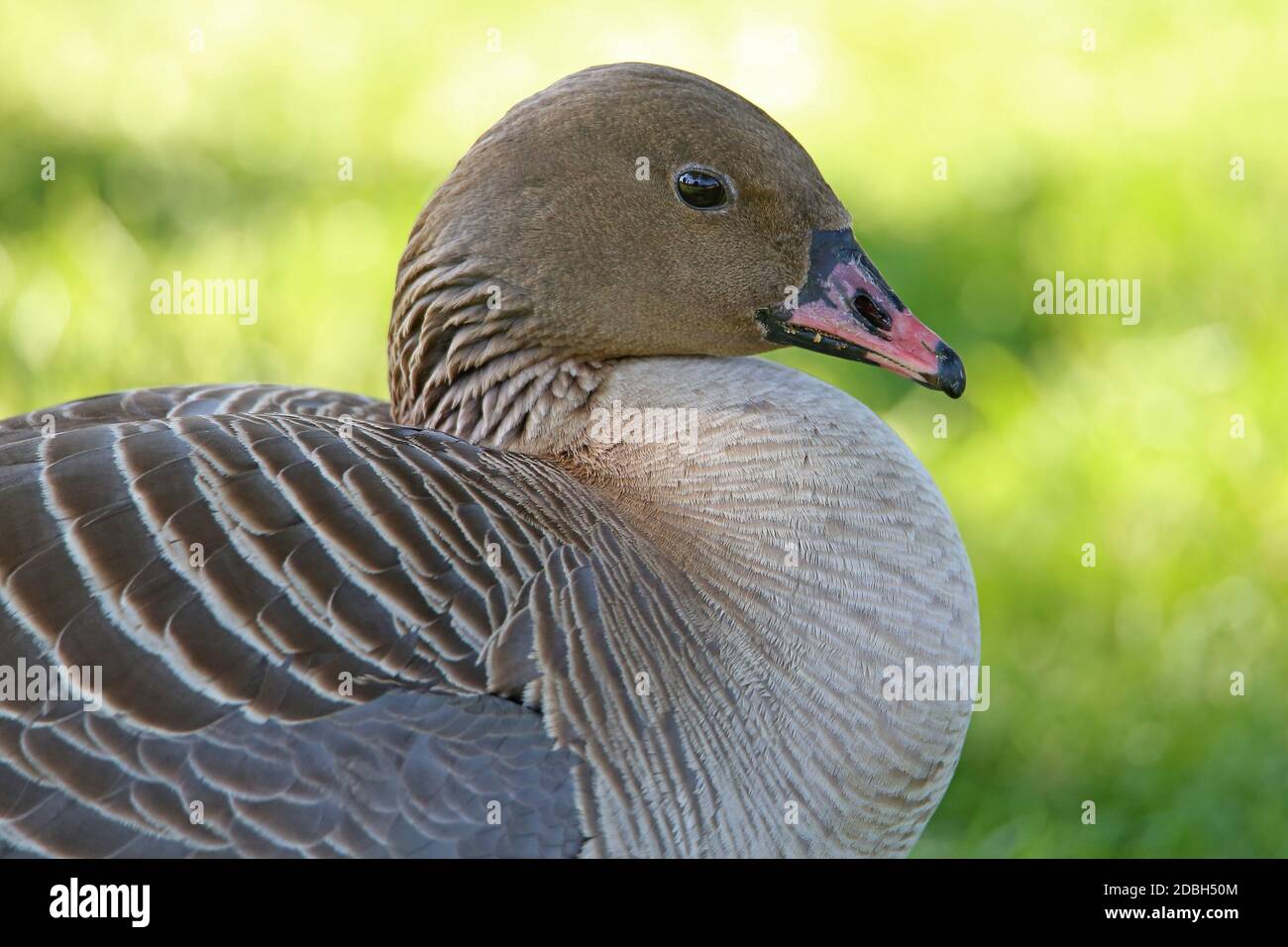 Portrait of a short-billed goose Anser brachyrhynchus Stock Photo