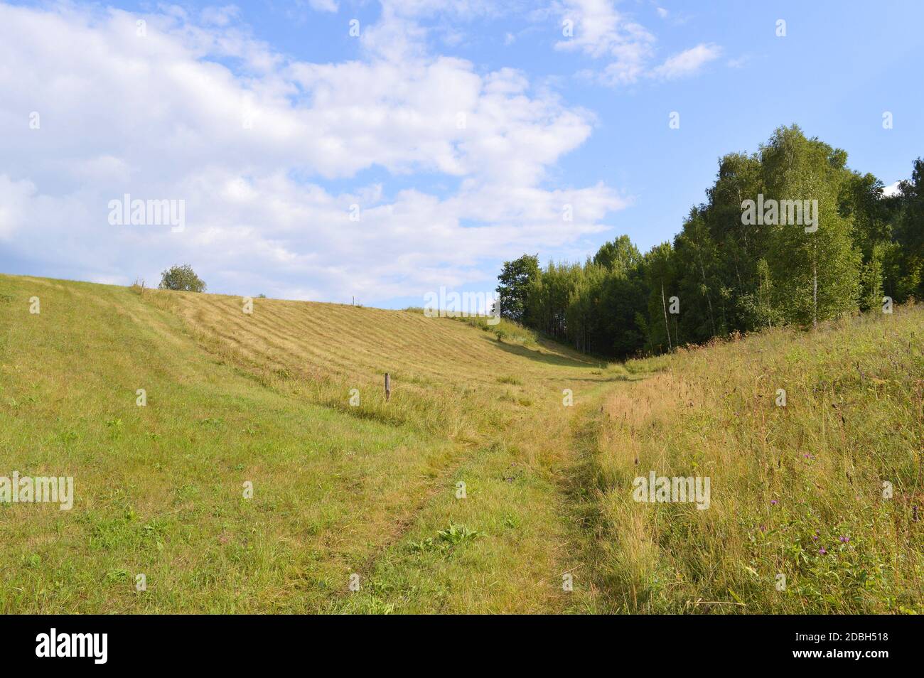 summer landscape with rural road and plants Stock Photo - Alamy