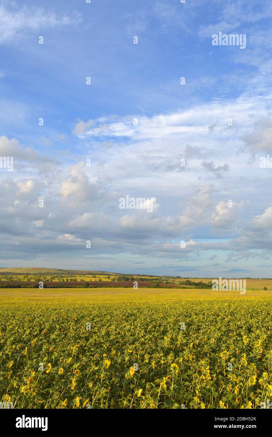 sunflowers field under blue sky with clouds Stock Photo - Alamy