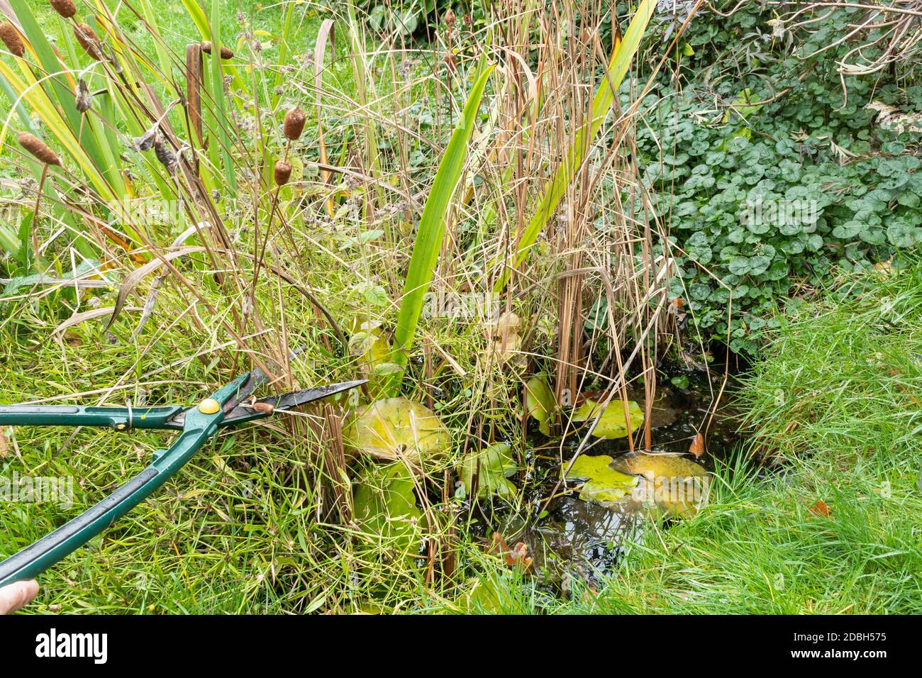 Maintaining a garden wildlife pond in autumn 1, UK. Trimming overgrown pondside plants with shears. Stock Photo