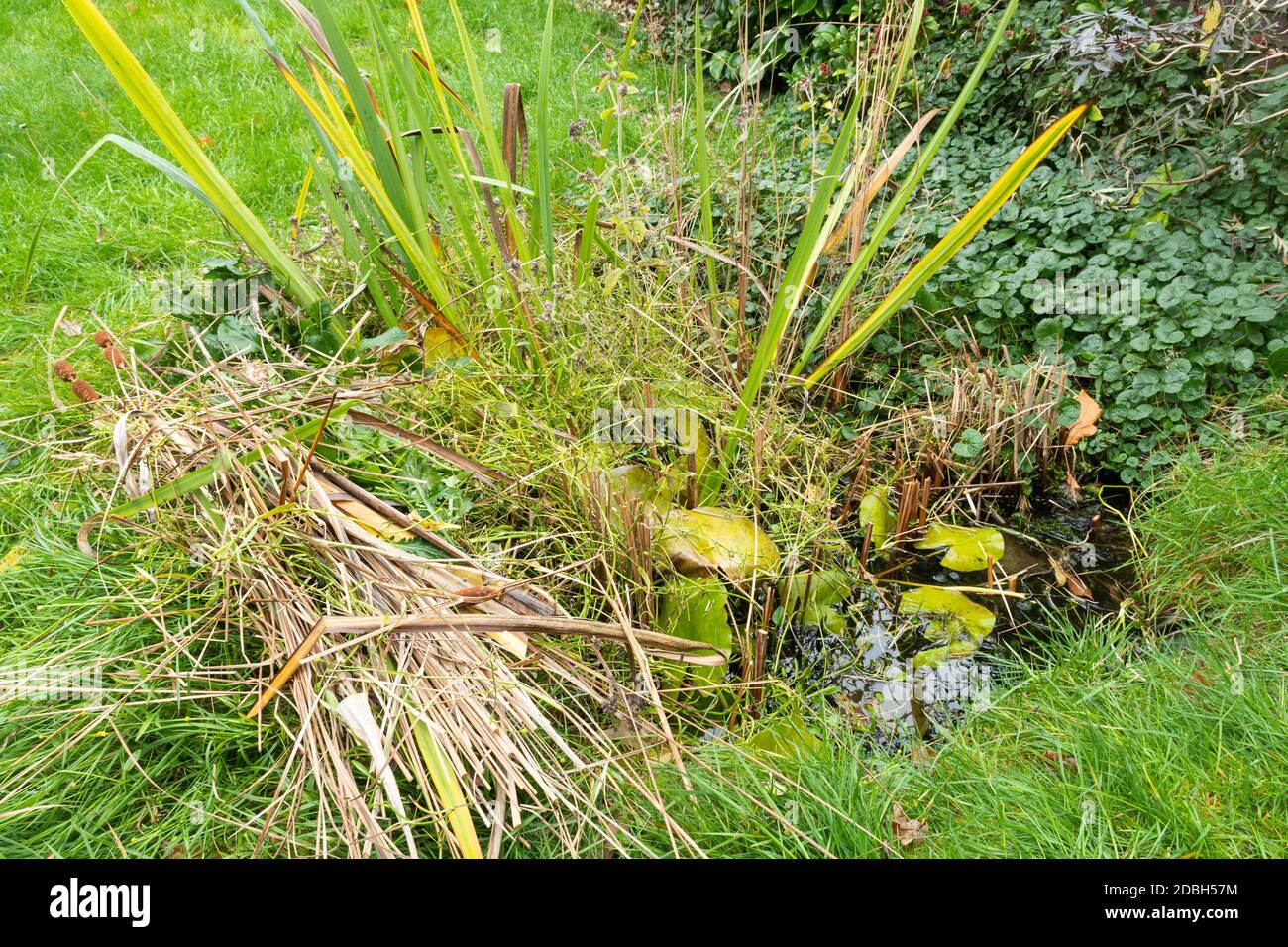 Maintaining a garden wildlife pond in autumn 2, UK. Pondside plant cuttings left at the pond edge to allow any wildlife to go back to the pond. Stock Photo