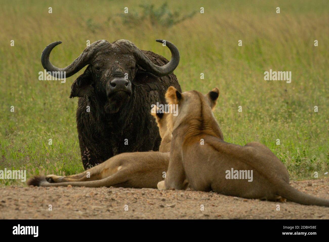 Cape buffalo stares down lionesses on track Stock Photo