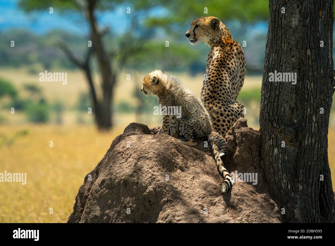 Cheetah and cub sit on termite mound Stock Photo
