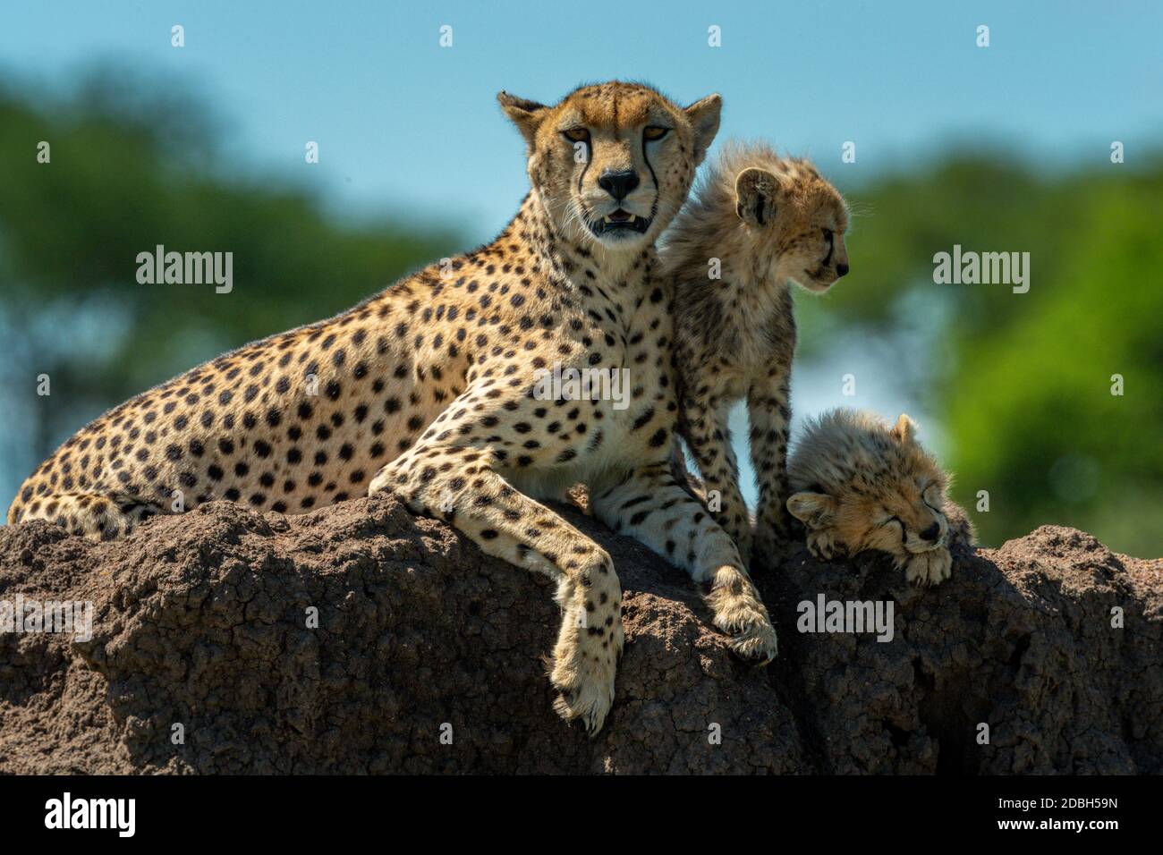 Cheetah and cubs on mound in sunshine Stock Photo