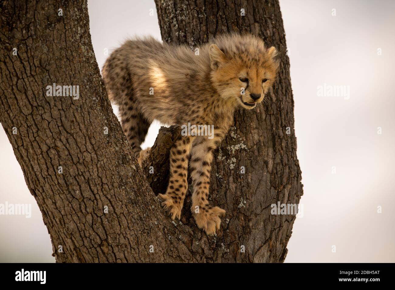 Cheetah cub standing in fork of tree Stock Photo