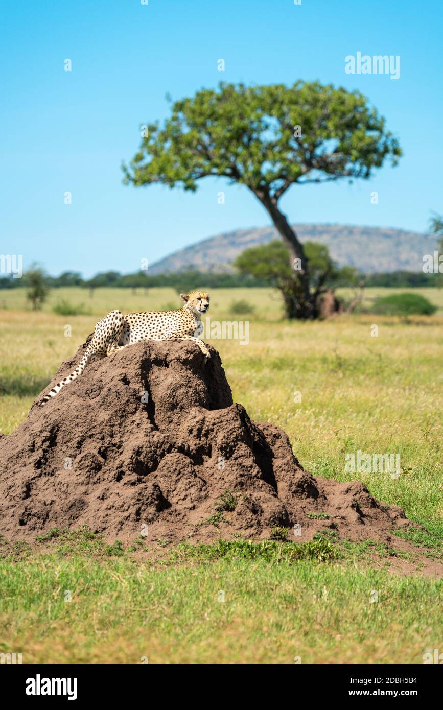 Cheetah lies on termite mound near acacia Stock Photo