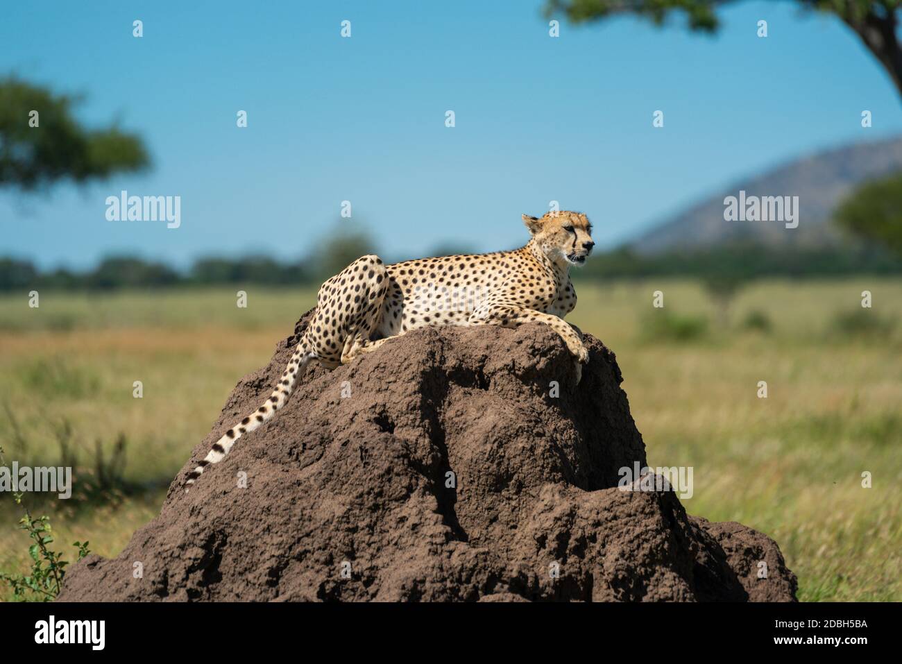 Cheetah lies on termite mound in sunshine Stock Photo