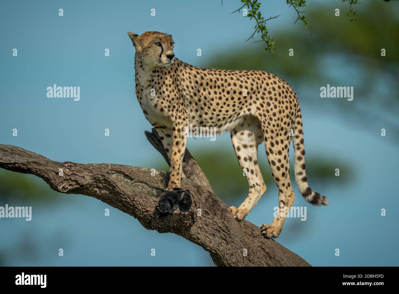 Cheetah stands on branch turning head right Stock Photo