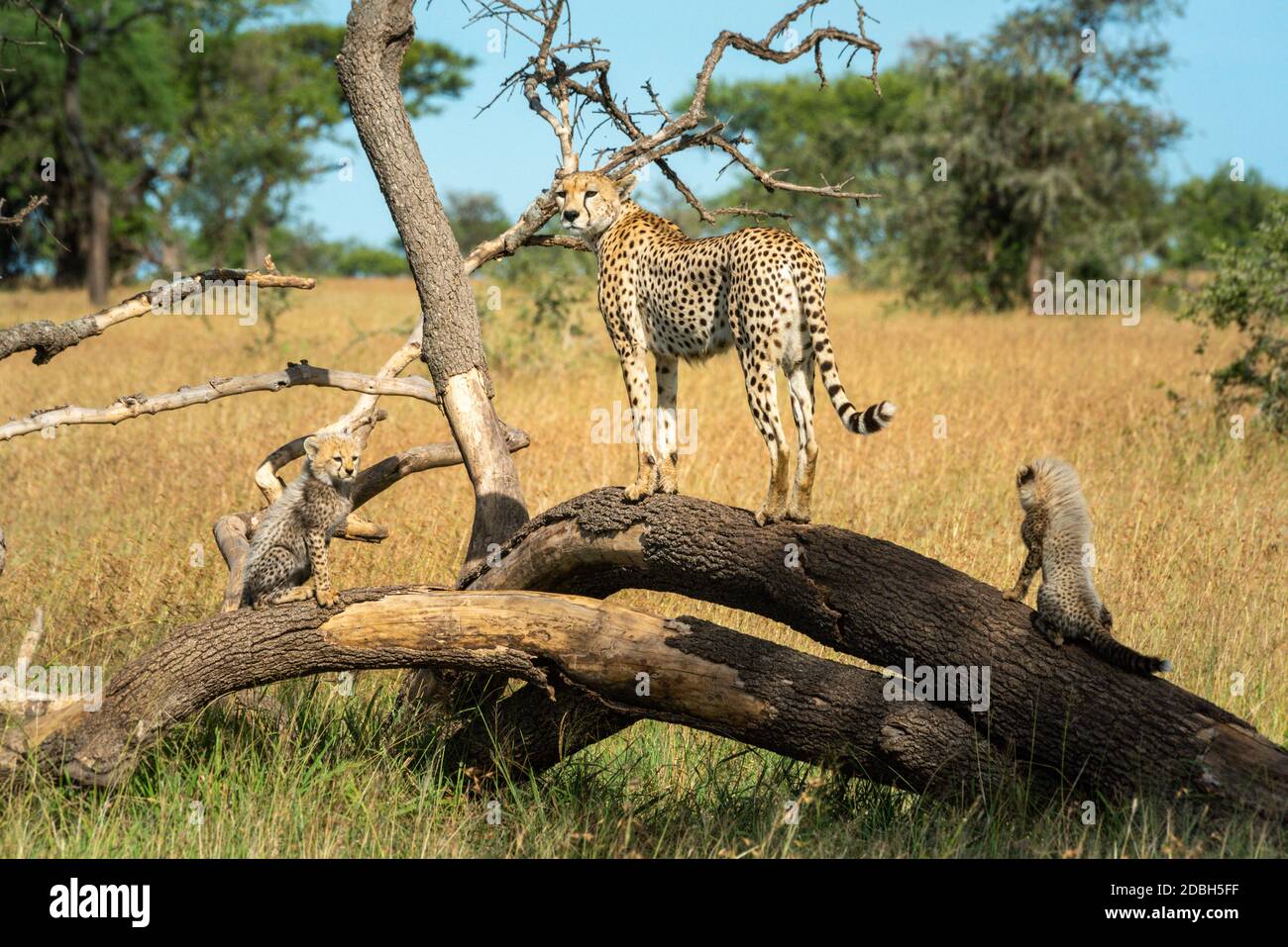 Cheetah stands on dead log by cubs Stock Photo