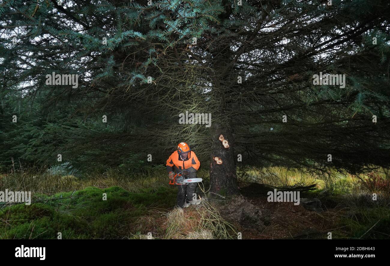 Forestry England works supervisor Steve Orton prepares to fell a 43ft