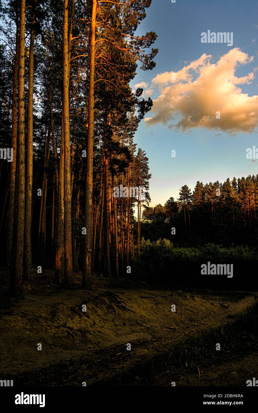 the edge of the forest with pine trees at sunset, illuminated by the ...