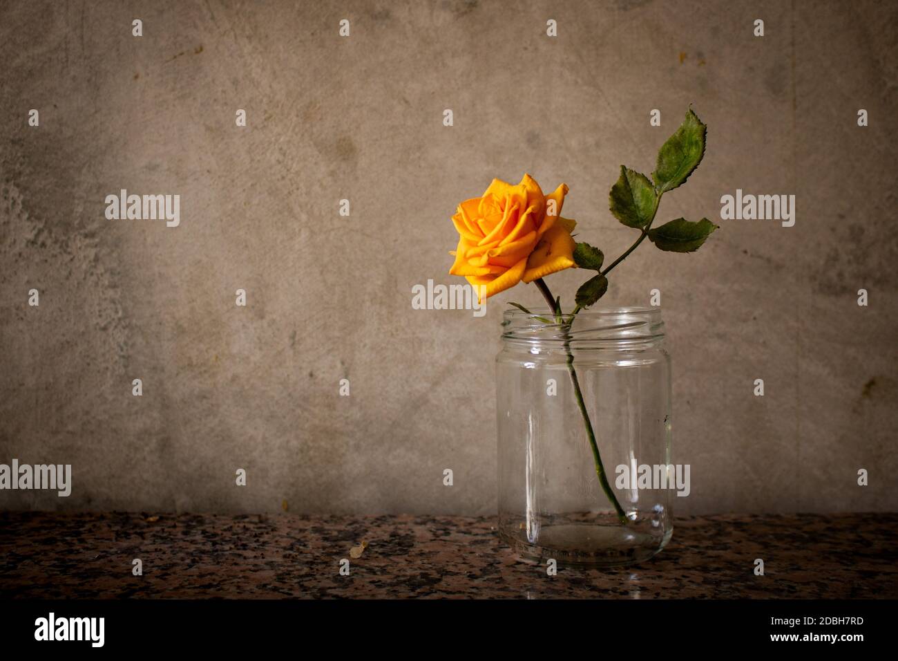 Withered orange rose in a jar on a plain old wall background. Aging, decay and nostalgia concept. Space for text Stock Photo