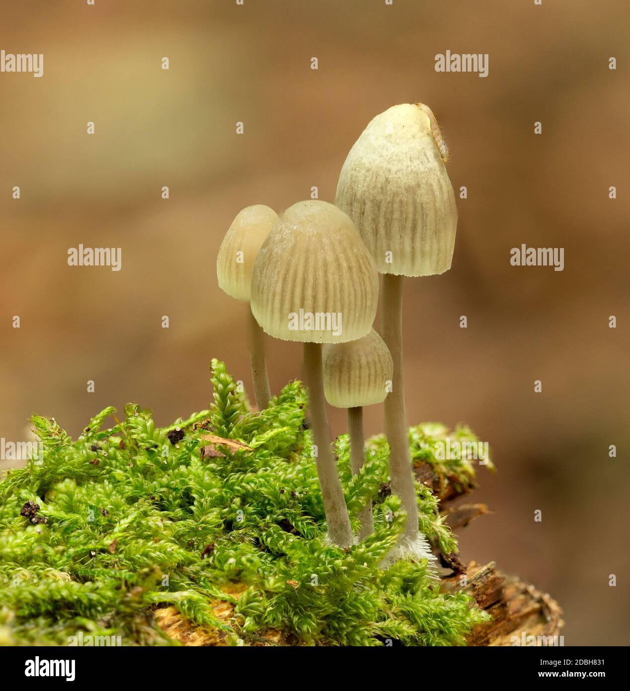 Fungi called Milkdrop mycena (mycelia galopus) on a dead trunk in the Heilooer forest, Netherlands Stock Photo