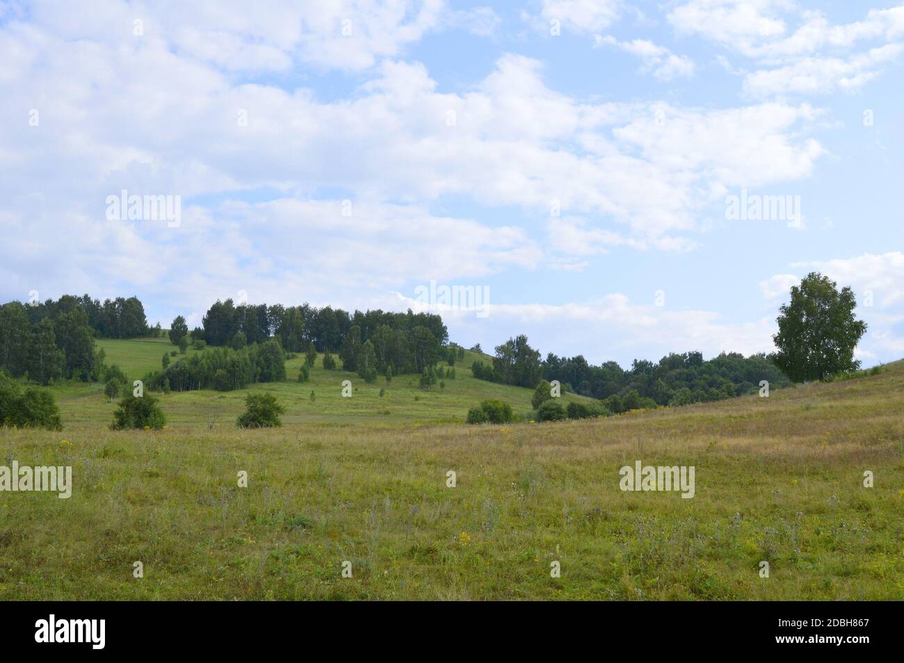 summer rural landscape with plants Stock Photo - Alamy