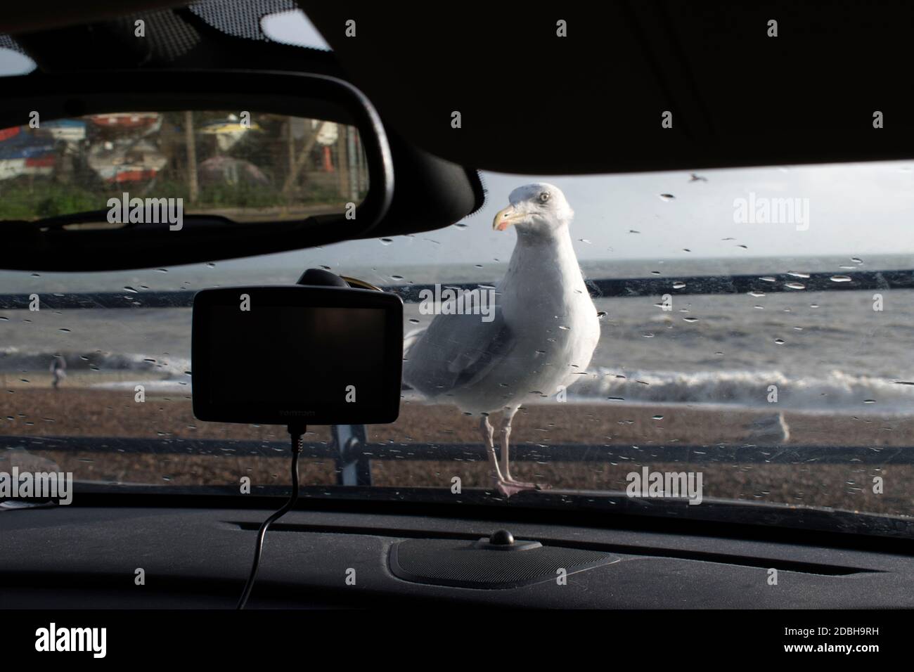 Herring Gull waiting to be fed. Commonly called Seagulls, being fed given food, something to eat, left over Fish and Chips. Landing on car bonnet. Unfazed just greedy and hungry. Hastings East Sussex 2020 2020s UK HOMER SYKES Stock Photo