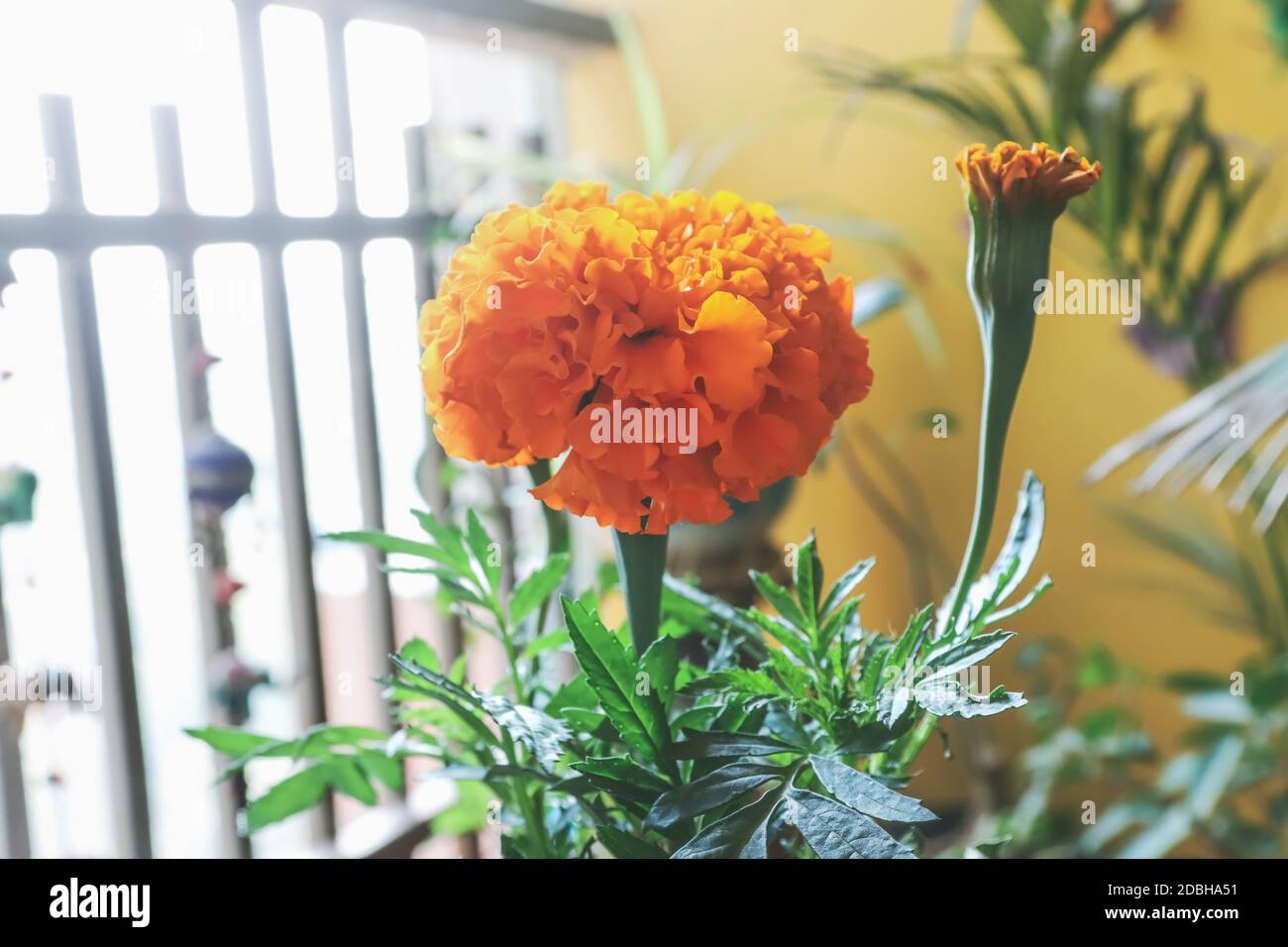 Potted Marigold flower in the apartment balcony garden/Ahmedabad/India