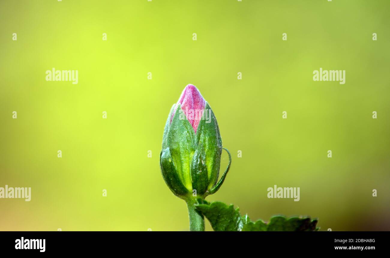 Now a small pink bud, but soon to be a large showy flower. This bud against a nice green bokeh background depicts nature at its finest with a calming Stock Photo